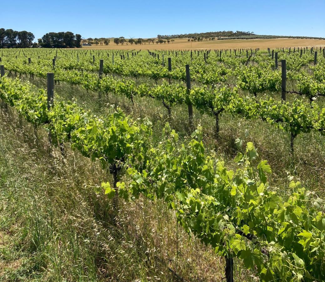 Belalie Wines Villa Jamestown Luaran gambar